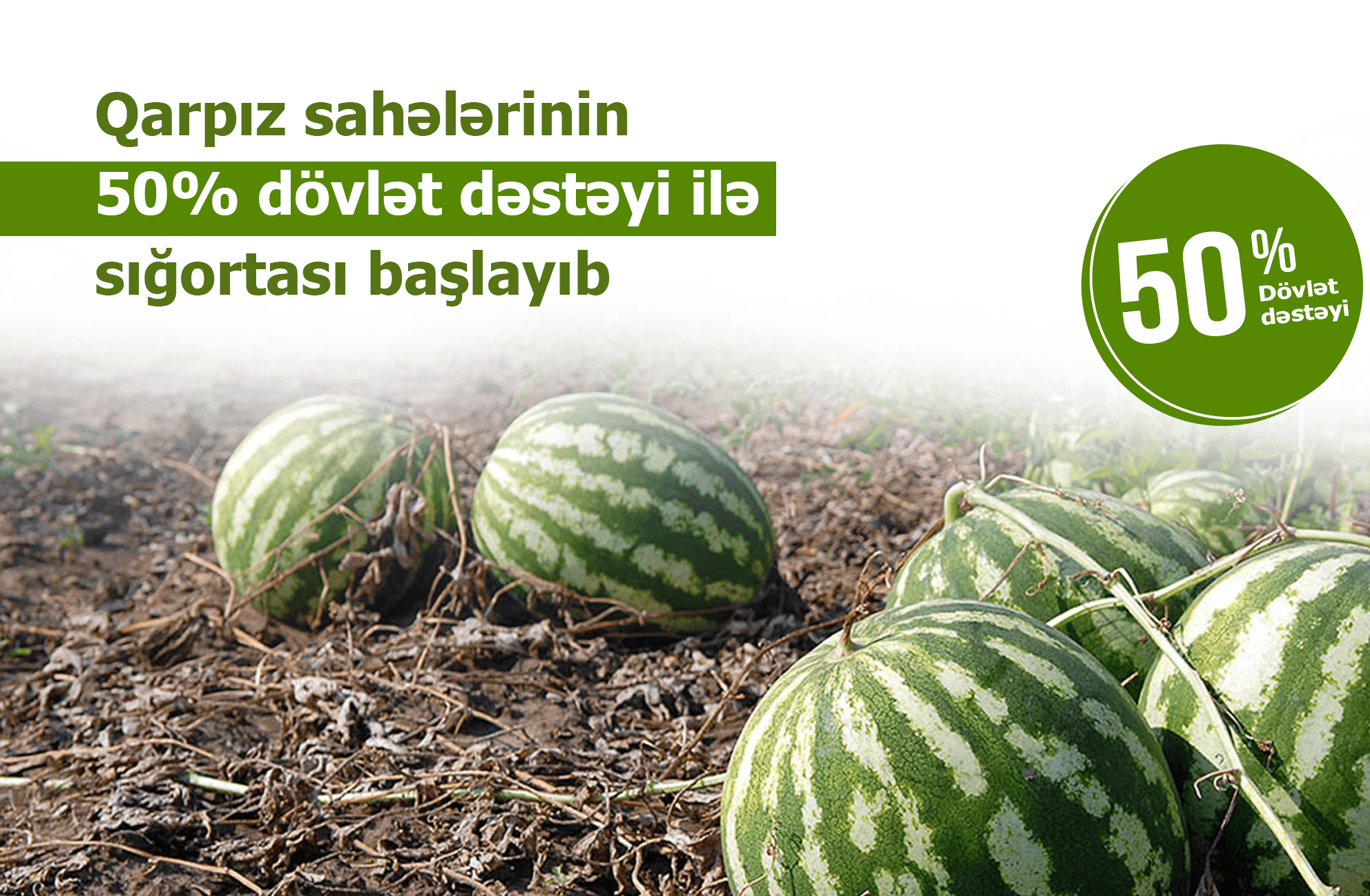 Fermerlərin nəzərinə: Azərbaycanda qarpız sahələrinin sığortalanması mösümü başlayıb – ŞƏRTLƏR, MƏBLƏĞLƏR