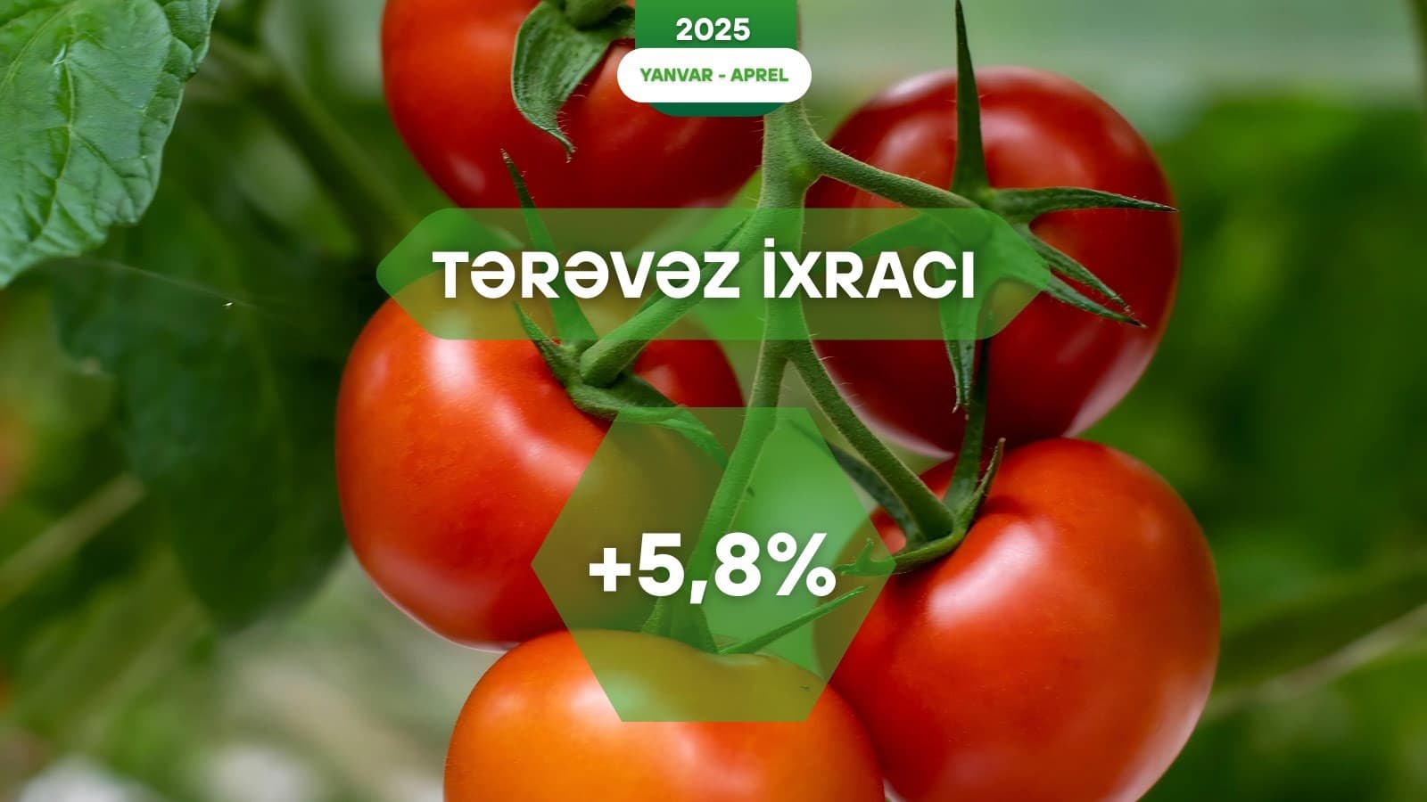 Xarici bazarlara tərəvəz ixracında 5,8% artım qeydə alınıb