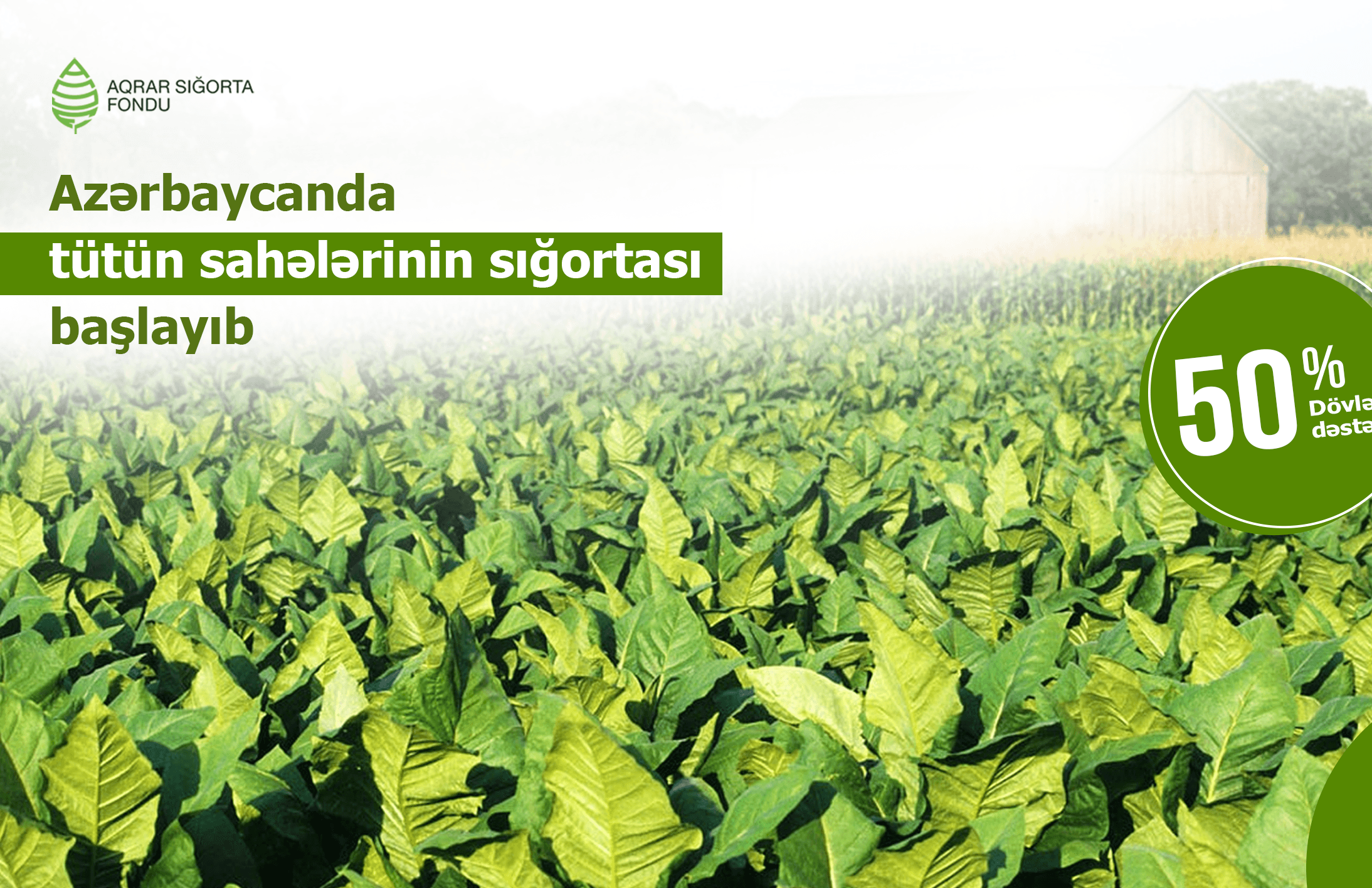 Azərbaycanda tütün sahələrinin sığortası başlayıb