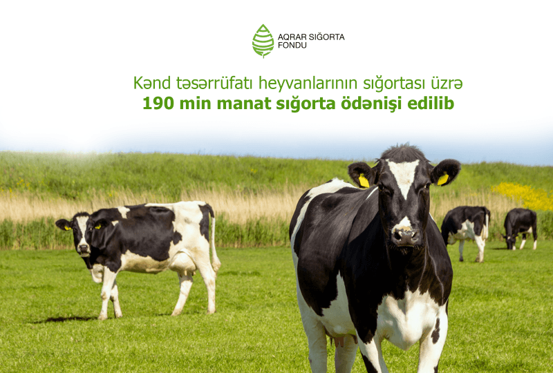 Kənd təsərrüfatı heyvanlarının sığortası üzrə 190 min manat sığorta ödənişi edilib