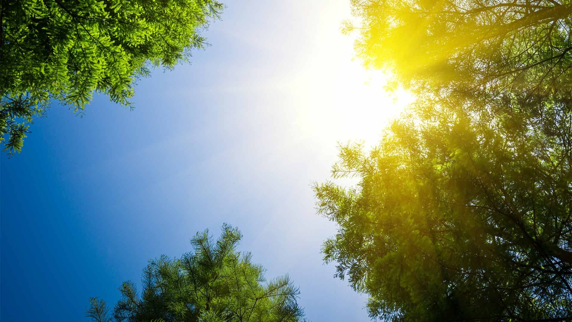 Azərbaycanın bəzi rayonlarında 41 dərəcəyədək isti qeydə alınır - FAKTİKİ HAVA