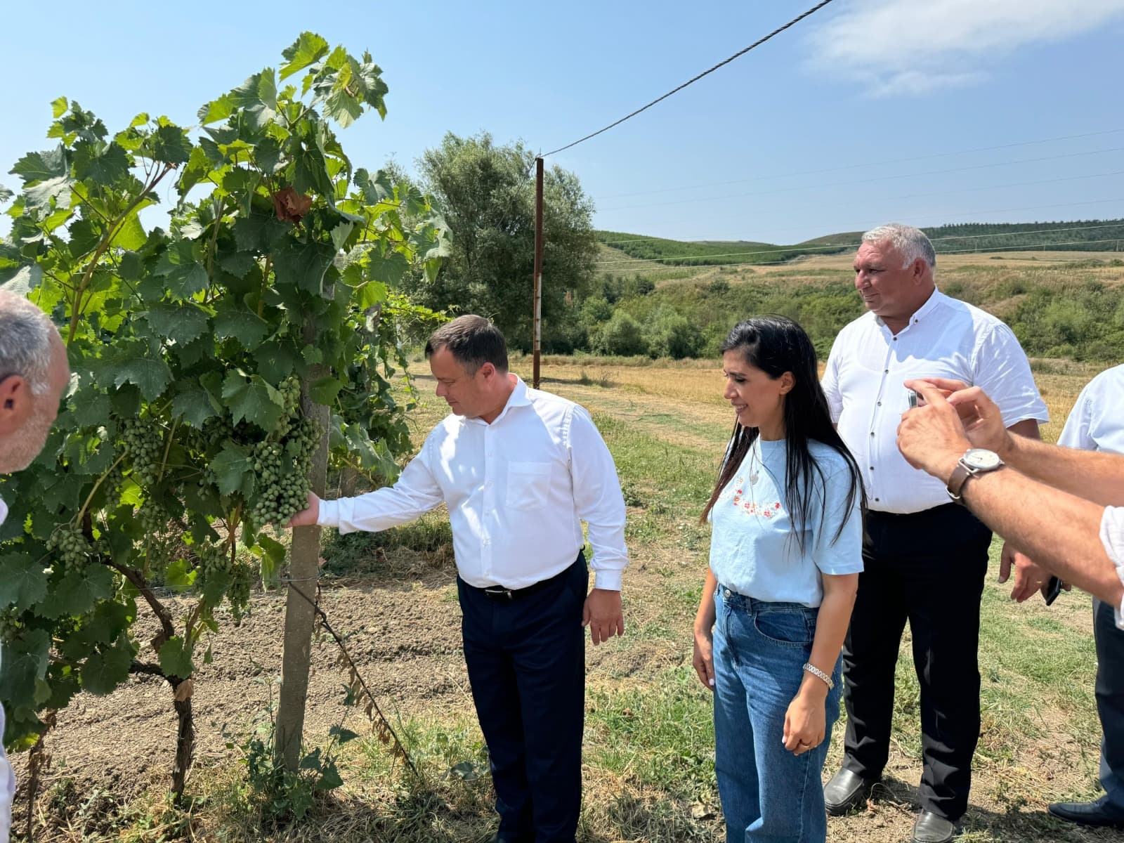 Şamaxıda quraqlığa davamlı Moldova üzüm sortları əkilib