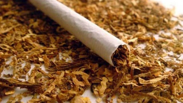 Azərbaycanda tütün istehsalı artdı – 7 ayda 564,2 milyon manatlıq məhsul