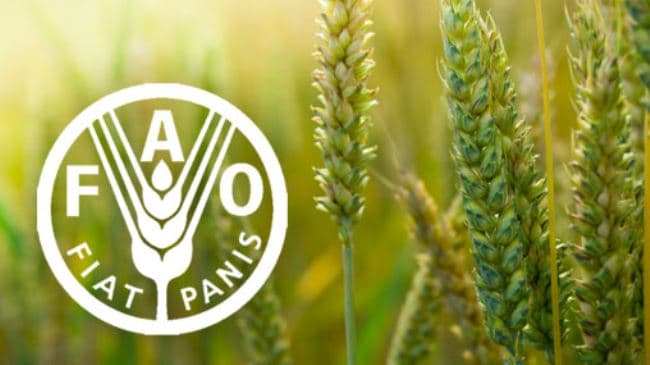 FAO: Avqustda Dünya Ərzaq Qiymətləri Sabit Qaldı – Ət və Şəkər Bahalaşdı, Taxıl Ucuzlaşdı