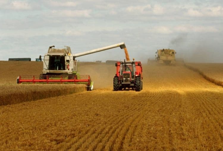 FAO: 2025/26 Mövsümündə Dünya Taxıl İstehsalı Rekord Səviyyəyə Çatacaq