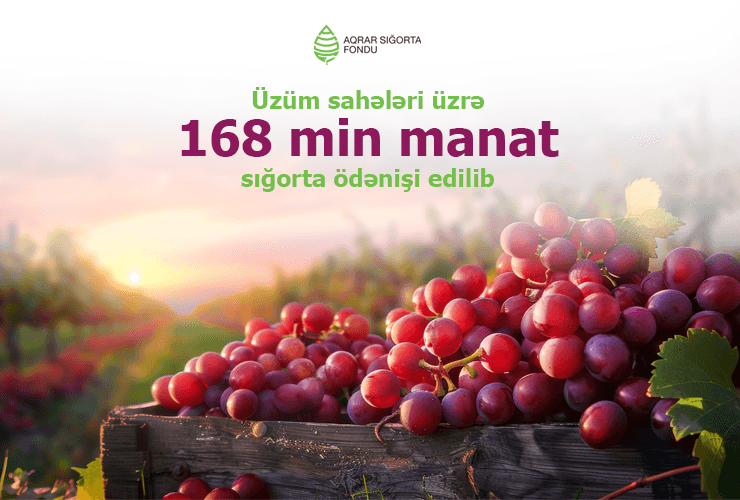 Aqrar Sığorta Fondu üzüm sahələri üzrə 168 min manat sığorta ödənişi edib