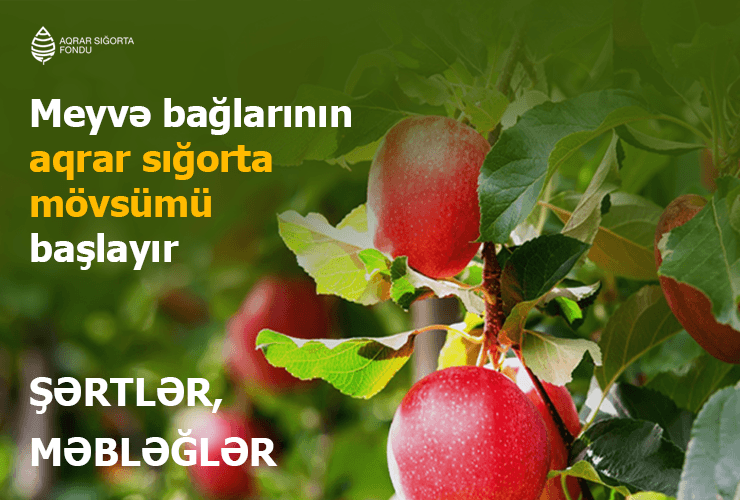 Azərbaycanda meyvə bağlarının aqrar sığortası mövsümü başlayır – ŞƏRTLƏR, MƏBLƏĞLƏR