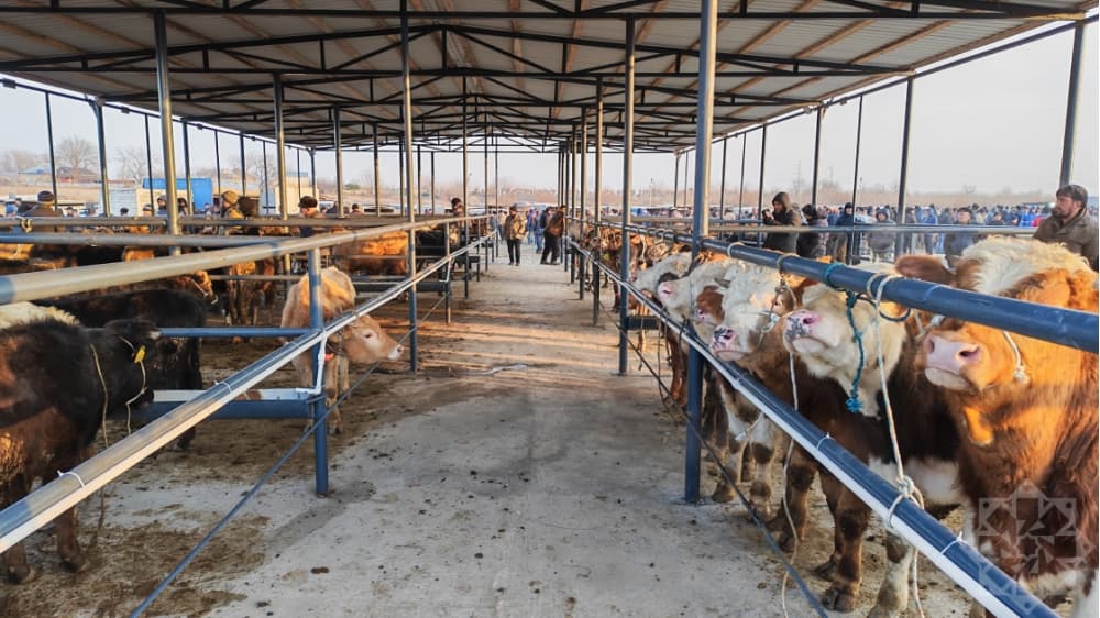 “Ağcabədidə yenilənmiş heyvan satışı bazarı istifadəyə verildi”