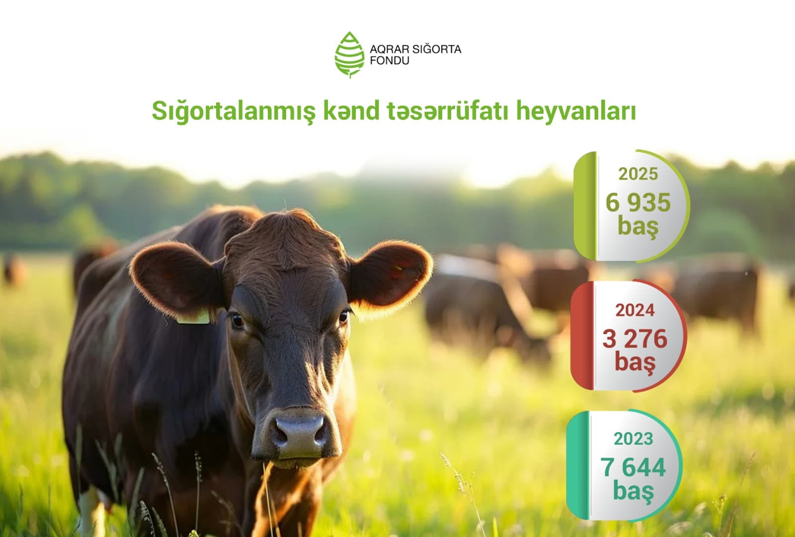 Azərbaycanda sığortalanan kənd təsərrüfatı heyvanlarının sayı 2 dəfə artıb