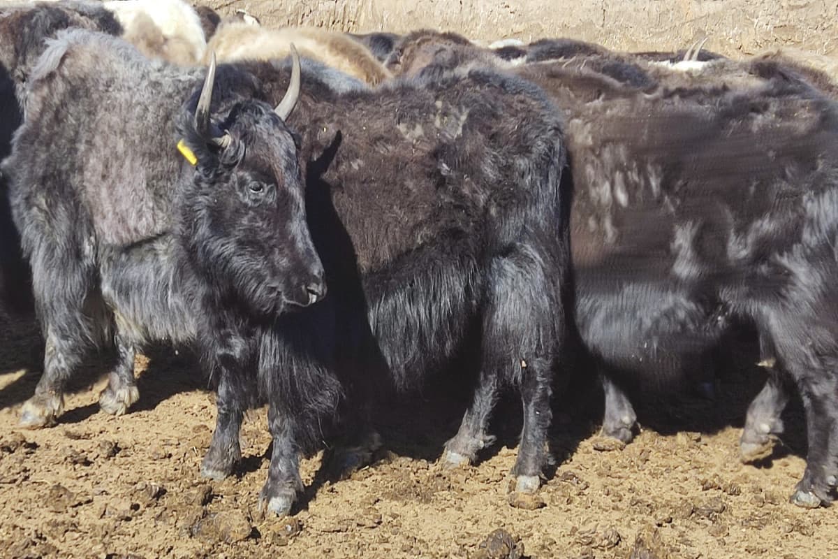 Laçına gətirilmiş yak sürüsünün yerli şəraitə adaptasiyası davam edir Laçına gətirilmiş yak sürüsünün yerli şəraitə adaptasiyası davam edir