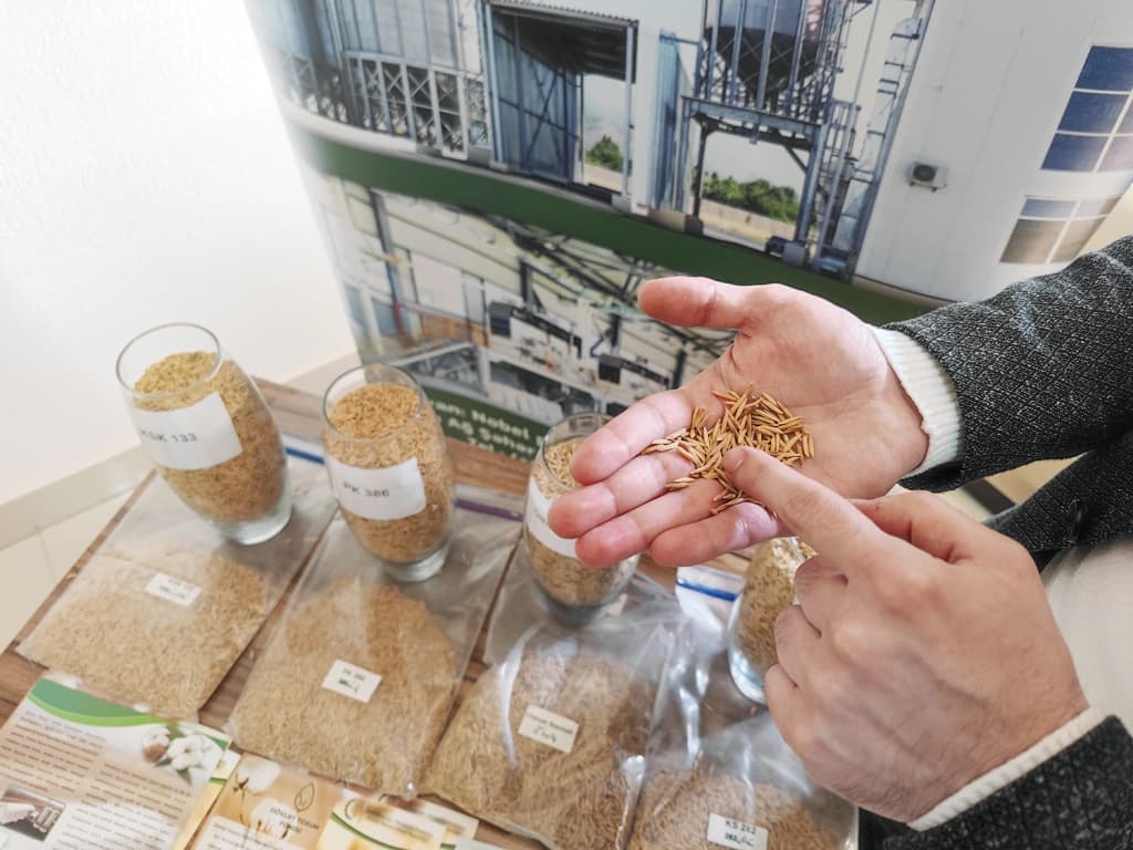 Azərbaycana yeni gətirilmiş çəltik sortlarının təqdimatı keçirilib - FOTO Azərbaycana yeni gətirilmiş çəltik sortlarının təqdimatı keçirilib - FOTO