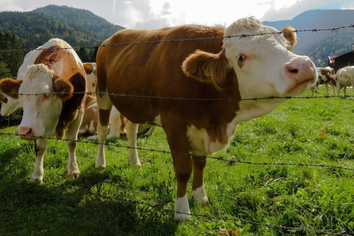 Azərbaycanda kənd təsərrüfatı heyvanlarının sığortası bazarı 30% böyüyüb Azərbaycanda kənd təsərrüfatı heyvanlarının sığortası bazarı 30% böyüyüb