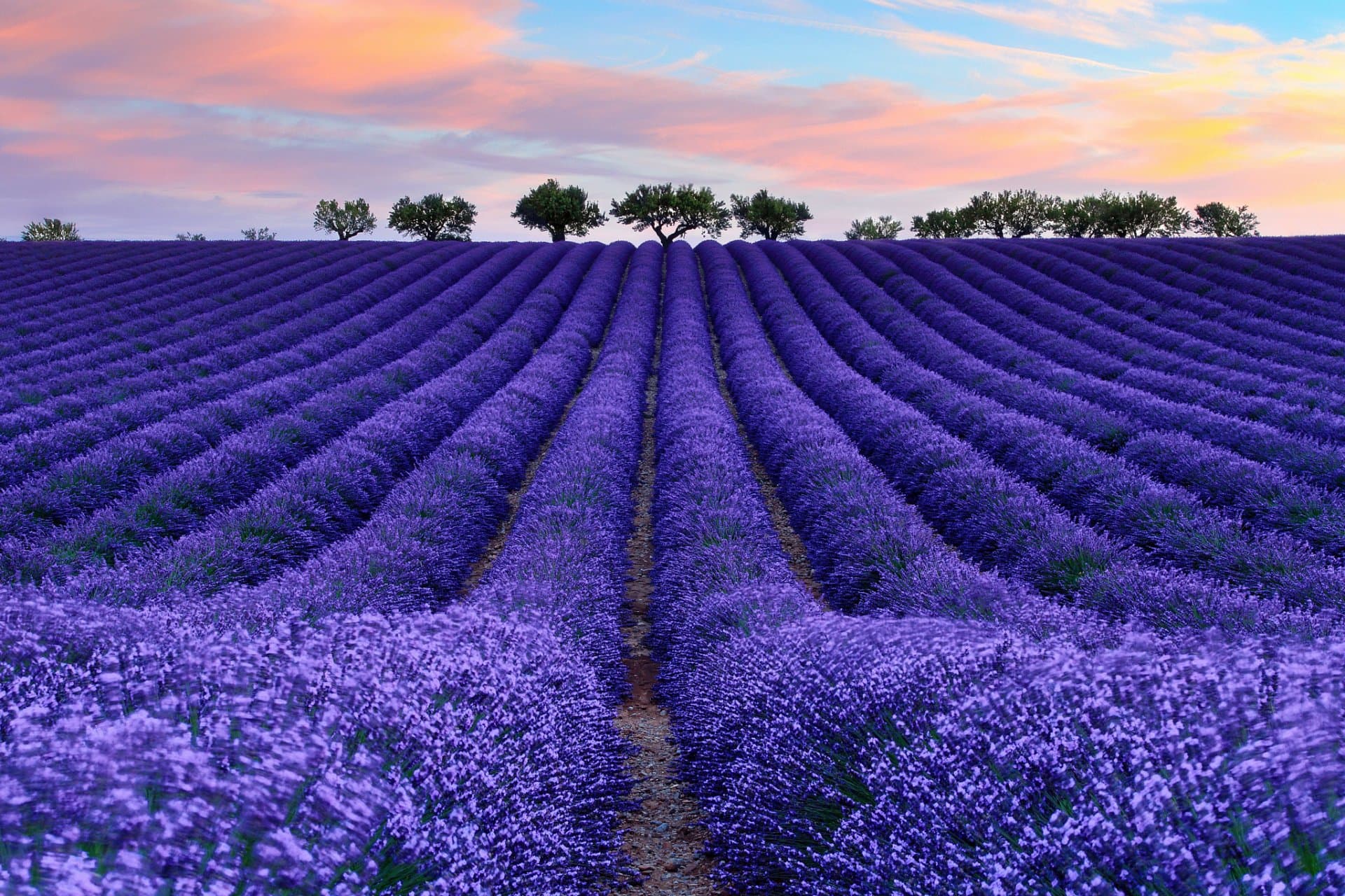Qəbələdə lavanda tarlaları və Nohurgöl gəzintisi ilə dolu bir günlük yay turu Qəbələdə lavanda tarlaları və Nohurgöl gəzintisi ilə dolu bir günlük yay turu