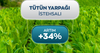 Yaş tütün istehsalında 34% artım qeydə alınıb