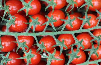 Azərbaycanın xaricə pomidor satışından gəliri açıqlandı