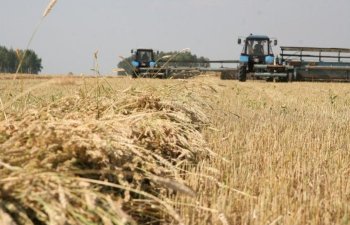 Azərbaycanda aqrar sektor 7%-dən çox böyüyüb