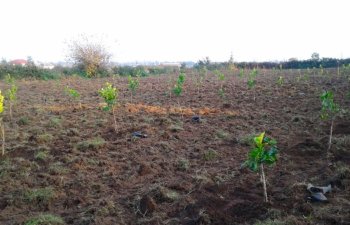 AMAL çərçivəsində Lənkəranda 150 hektar sahədə limon ağacları əkilib