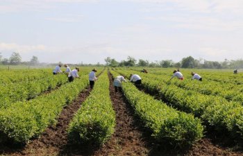 Astarada çay sahələri 500 hektara çatdırılacaq