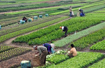 600 minə yaxın fermer təsərrüfatı Subsidiya İnformasiya Sistemində