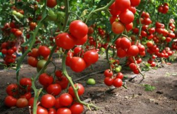 Azərbaycanın bu rayonunda 953 tondan çox pomidor yığılıb