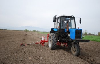 Biləsuvarda gün ərzində 350-400 hektar sahəyə çiyid səpilir