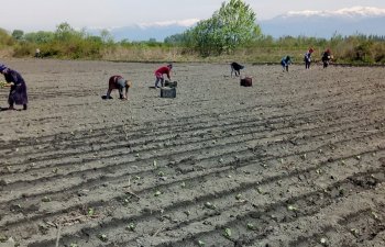 Qaxda 500 hektaradək sahədə tütün əkini proqnozlaşdırılır