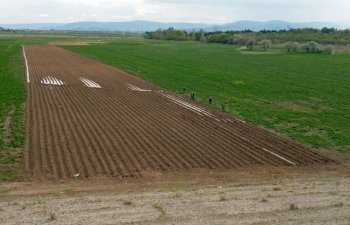 Tovuzda 60 hektar sahədə tütün plantasiyasının salınması nəzərdə tutulub