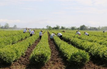 Havaların yağmurlu keçməsi çay yığımına təsir edib?