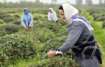 Astaranın çay plantasiyalarında birinci çay yığımı başa çatıb