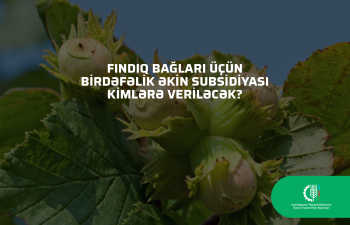 Fındıq bağları üçün birdəfəlik əkin subsidiyası kimlərə veriləcək?