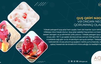 Quş qripi nədir və ondan necə qorunmaq olar? 