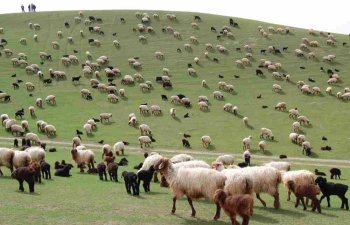 Azərbaycanda seleksiya ferması yaradılır