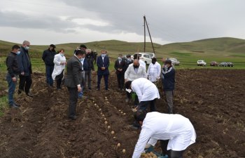 Yeni kartof sortlarının nümayiş əkinləri həyata keçirilib