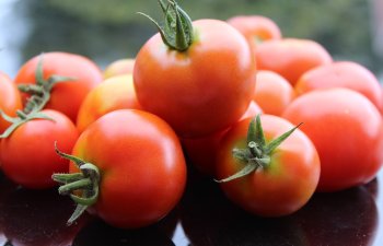 Rusiya Azərbaycandan 52 tondan çox pomidorun idxalına icazə Verməyib
