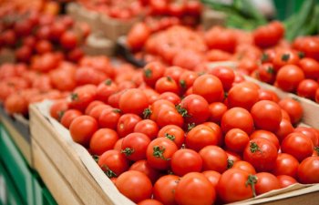 Azərbaycanın 30 müəssisəsinin Rusiyaya pomidor ixracına icazə verilib