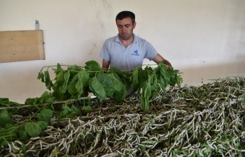 Şəki: Yaş barama istehsalının 50 tona çatdırılması qarşıya hədəf qoyulub