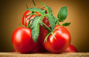 Rusiya Azərbaycanın bir sıra müəssisələrindən pomidor idxalına icazə verib