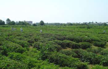 Zaqatalada plantasiyalardan 11 tonadək yaşıl çay yarpağı yığılıb
