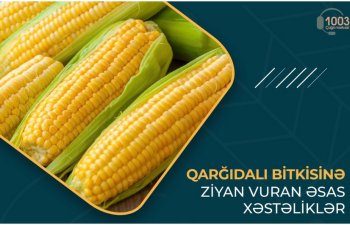 Qarğıdalı bitkisinə ziyan vuran əsas xəstəliklər - MƏQALƏ