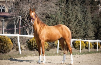 Satışa çıxarılacaq Qarabağ  atlarının ilkin qiymətləri açıqlanıb