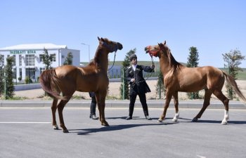 Ağdamda Qarabağ Atçılıq Zavodu tikiləcək