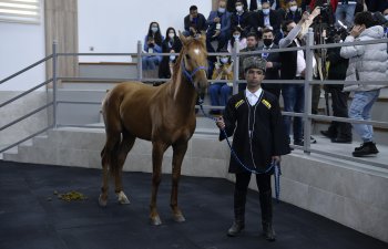 Qiyməti 30 min manat olan “Sultan” hərracda satılmadı