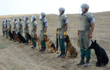 ABŞ Azərbaycana daha 15 minaaxtaran it verəcək