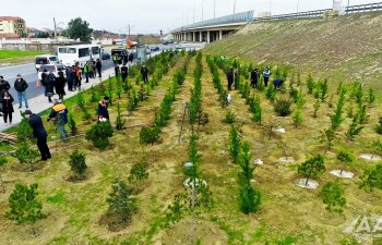 “Heydər Əliyev İli” çərçivəsində ağacəkmə aksiyası keçirilib - VİDEO-FOTO