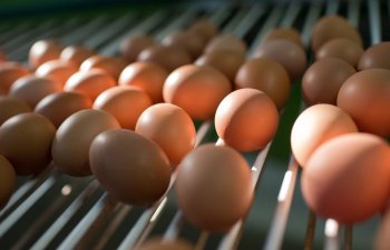 Azərbaycandan Rusiyaya 29,3 milyon yumurta tədarük edilib