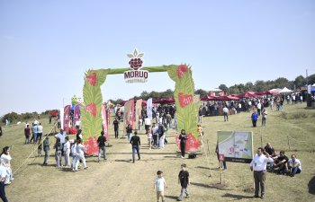 Göygöldə ilk dəfə olaraq “Moruq Festivalı” keçirilir