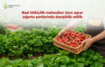 Bu bitkiçilik məhsulları üzrə aqrar sığorta şərtlərində dəyişiklik edilib - ASF