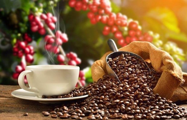 Quraqlıq arabica təchizatına zərər vurur